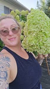 My lilies. They are so big.