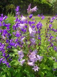 Campanula Latifolia Brantwood Broad Leaved Bellflower Shade Pollinator Garden Design Country Cottage Garden Beautiful Gardens