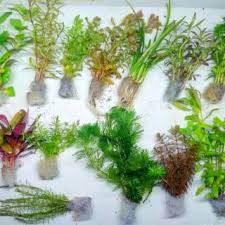 Paket Stem Plant Aquascape 20 Jenis Shopee Indonesia
