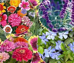 Historical flower mound weather info such as min/max temperature, precipitation/snow data as well as heating and cooling cost index also included. Best Summer Annuals For Texas Tlc Landscapes Llc