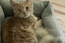 Fundraiser by Lainey Carlevaro : Clementine's Eye Surgery