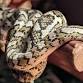 Electric City Reptile Expo - Hilton Scranton & Conference Center, 100 Adams Ave Event Image