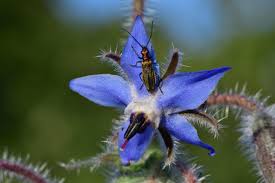 Image result for Borago