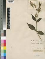 Image result for Hypoestes triflora