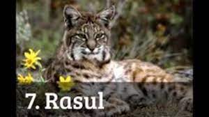 Top 10 cele mai rapide vietuitoare de pe terra. Top 10 Animale Pe Cale De Disparitie Din Romania Youtube