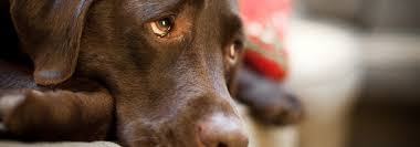 We did not find results for: How To Save The Most Money On Pet Medications Marketwatch