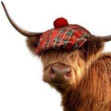 4.6 out of 5 stars. A Lovely Hielan Coo Wearing A Jimmy Hat Scottish Highland Cow Cute Cows Fluffy Cows