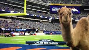 The geico hump day camel were developed by the martin agency, which has held the contract since 1994. Geico Hump Day Camel Game Day Fox Sports Sideline Reporter Youtube