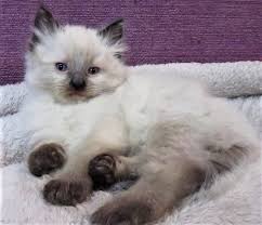 Ragamuffin kittens from ragamuffin breeders of trkbs ragamuffin cat club. Rosesrags Ragdoll Kittens Bred For Lovability Home
