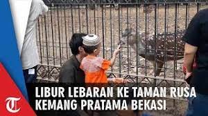 Taman rusa batam tempat nya di sekupang guys, tempat nya sejuk banget lo guys. Libur Lebaran Taman Rusa Di Kemang Pratama Bekasi Diserbu Anak Anak Youtube