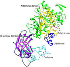 Image result for Lipase