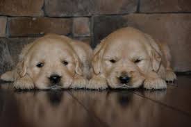 Choose state alabama arizona arkansas california colorado connecticut delaware georgia idaho illinois indiana iowa kentucky louisiana maryland massachusetts michigan minnesota missouri. Golden Retrievers Puppies For Sale Alabama