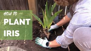 Peonies are traditionally companions for irises. How To Plant Iris Correctly For Long Term Success Youtube