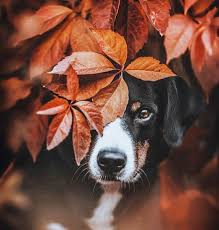 pin von maria solakidi auf paws haustierfotografie hunde fotos haustierfotos
