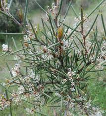 Image result for Faurea rubriflora