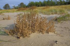 Image result for Salsola