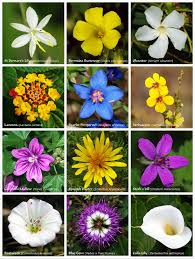 List of flower names with pictures of flowers and example sentences. Flower Wikipedia