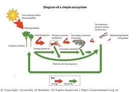 simple ecosystem diagram science learning hub