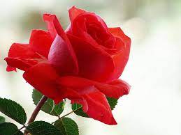Rose Flower Wallpapers Top Free Rose Flower Backgrounds Wallpaperaccess Be inspired by the beauty of nature with this gorgeous collection of flower wallpapers and images.