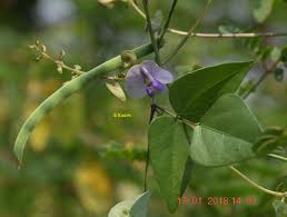 Image result for Wajira grahamiana