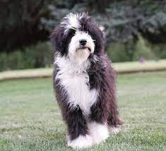 We did not find results for: Bordoodle Puppies For Sale Mountain Rose Bordoodles In 2021 Bordoodle Puppies Puppies For Sale