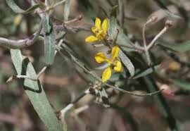 Image result for Janusia