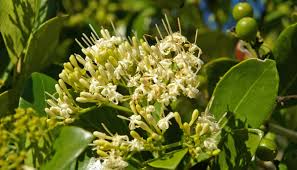 Image result for Coptosperma