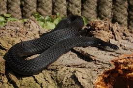 One of the most widespread snakes in north america, i'm sure you've seen an eastern garter snake in your yard or at a local park. Thamnophis Sirtalis Sirtalis Normal Melanistic Steven Bol Garter Snakes