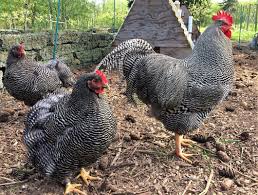 Check spelling or type a new query. Barred Plymouth Rock Willowcroft Farm