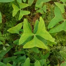 Image result for Oxalis latifolia