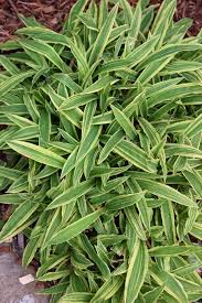 Image result for Carex johnstonii
