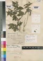 Image result for Lantana ukambensis