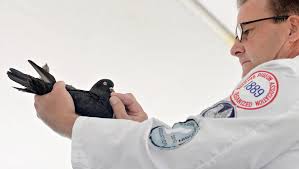 Pigeon breeders flock to Souderton show