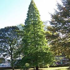 Image result for Taxodium