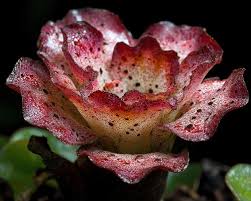 Image result for Hydnora