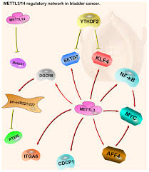 Fast and stable downloads,thanks to our powerful servers. Role Of Methyltransferase Like Enzyme 3 And Methyltransferase Like Enzyme 14 In Urological Cancers Peerj