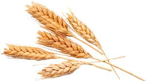Espiga — saltar a navegación, búsqueda para otros usos de este término, véase espiga wikipedia español. Espiga Avena Png Transparent Png Full Size Transparent Png For Free 3905736 Pngix