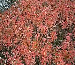 Image result for Synadenium pereskiifolium