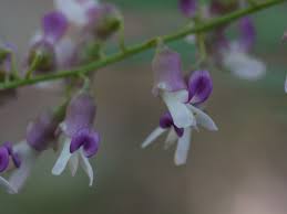 Image result for Sophora velutina