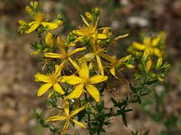 Image result for Hypericum aethiopicum