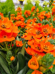 Image result for Ornithogalum seineri