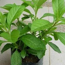 Daunnya tumbuh menyerupai payung dan bisa digunakan sebagai tanaman aquascape untuk posisi depan (foreground). Produk Ready Bibit Tanaman Daun Pacar Pohon Hena Inai Shopee Indonesia