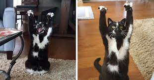 This Cat Keeps Putting Its Paws In The Air And Nobody Knows Why Cats Cat Paws Cat Throw