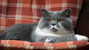 British Shorthair Vucut Yapisi Kedi Blog