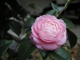 Pink Gardenia Trendy Plants Fragrant Plant Flowers