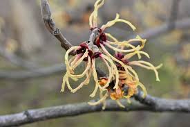 Image result for Hamamelidaceae