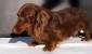 Brown Red Long Haired Dachshund