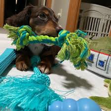 A wide variety of teacup puppies options are available to you, such as feature, apparel & accessory type. Stunning Miniature Dachshund Puppies For Sale Home Facebook