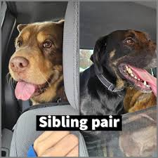 Fostering, adopting, and volunteering for rescued Great Danes