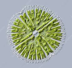 Image result for Micrargeria